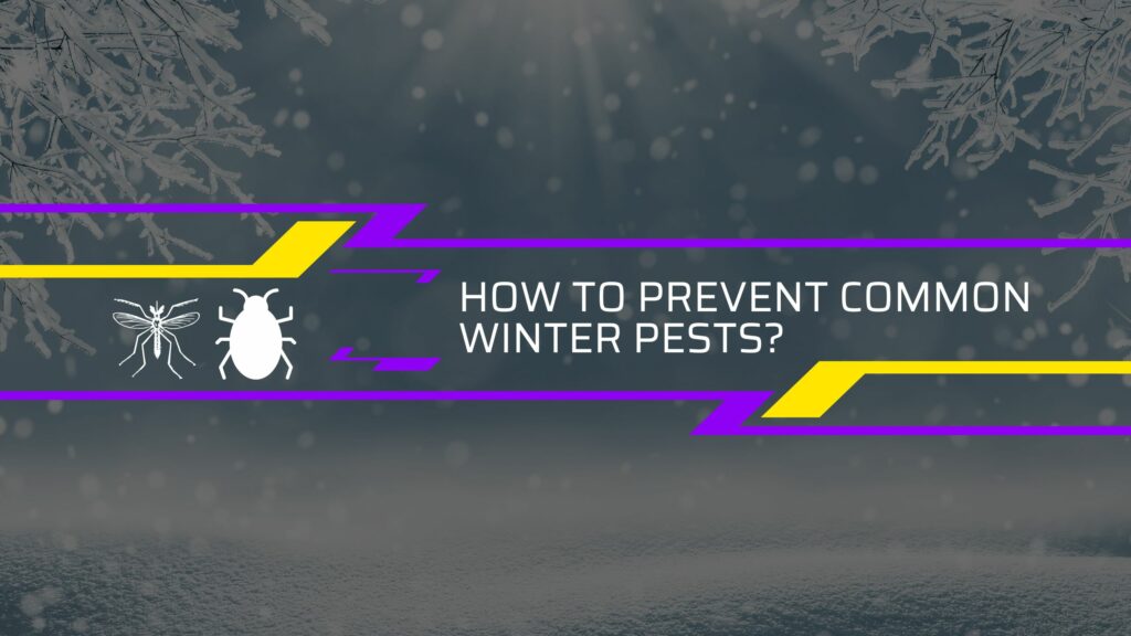 How to Prevent Common Winter Pests?
